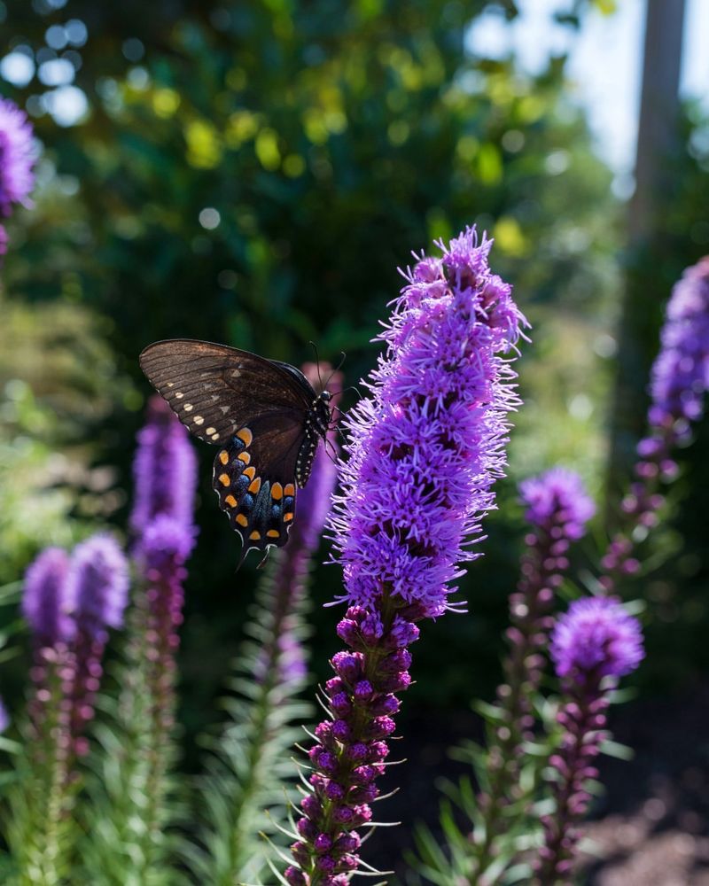 Eastern Blazing Star (Liatris Spicata)