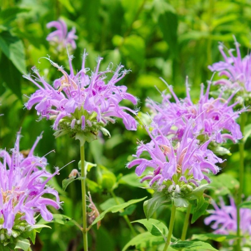 Wild Bergamot (Monarda Fistulosa)