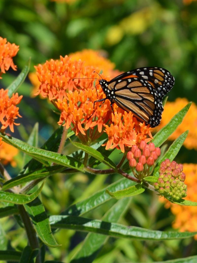 Butterfly Weed Develops Deep Drought Tolerant Roots