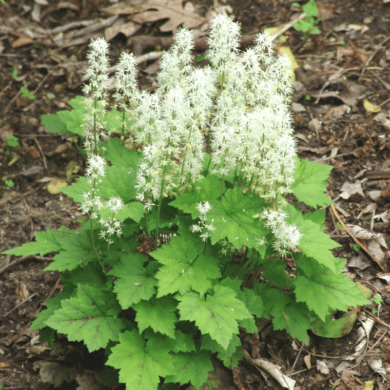 Foamflower Thrives Where Others Fail