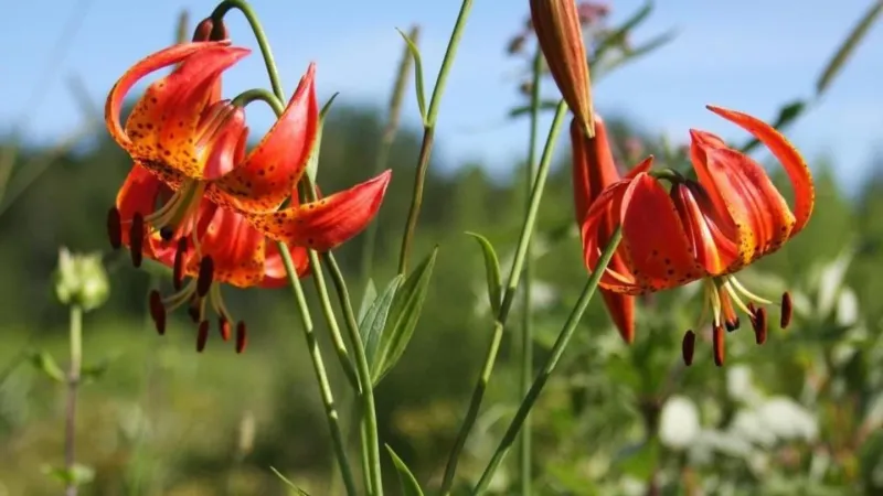 Turk's Cap Lily Brings Bold Summer Blooms To Dappled Shade