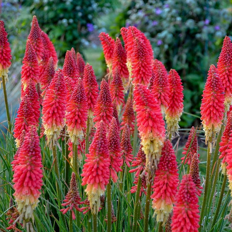Red Hot Poker