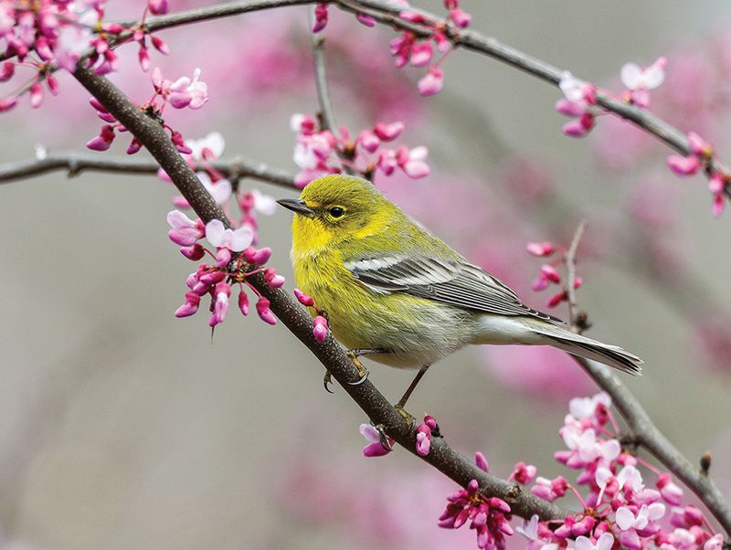 Wildlife And Garden Benefits