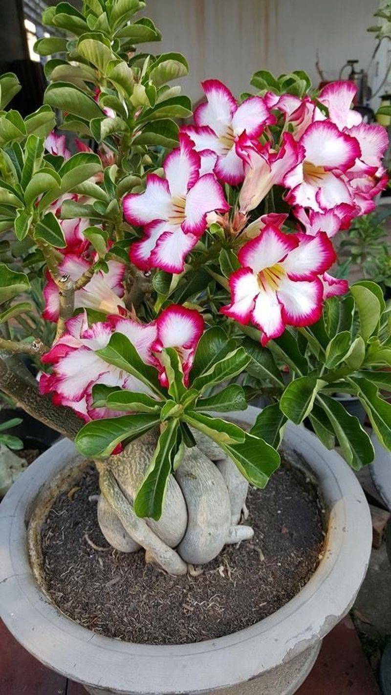 Warm Temperatures Support Steady Growth Indoors