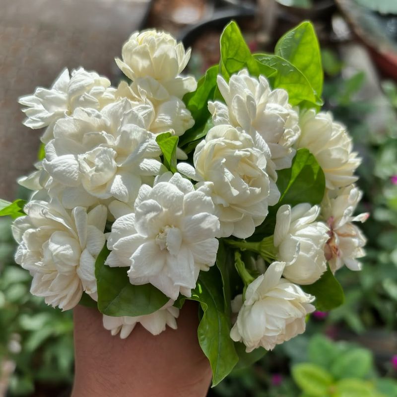 Arabian Jasmine Delivers Pure Tropical Perfume