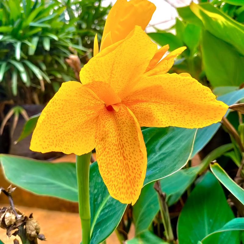 Yellow Canna Lilies Add Bold Tropical Color All Summer