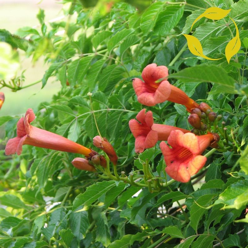 Trumpet Vine (Campsis Radicans)
