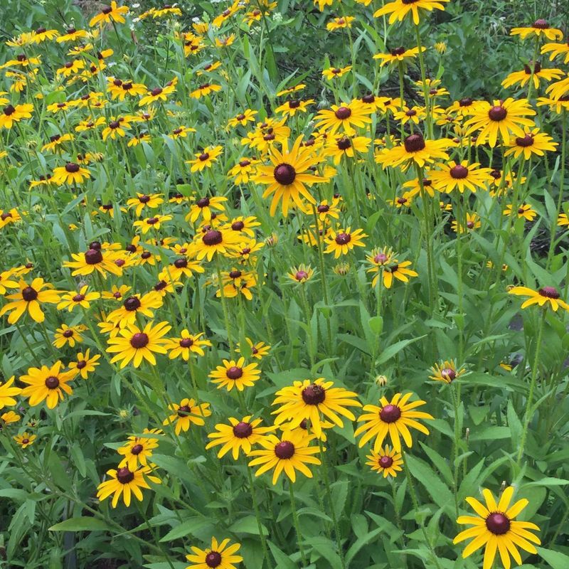 Black-Eyed Susan (Rudbeckia Hirta)