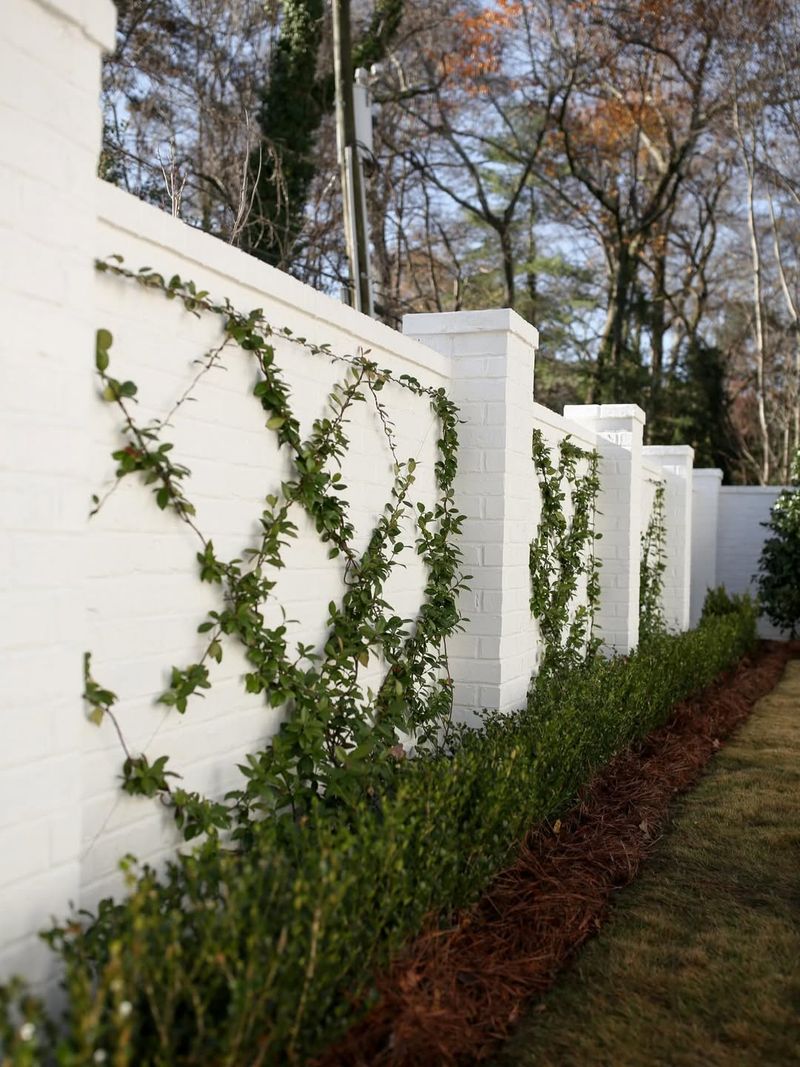 Confederate Jasmine Fills Fences With Dense Growth