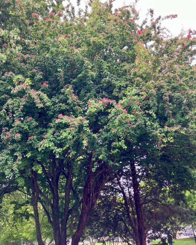 Hawthorn (Crataegus Spp.)