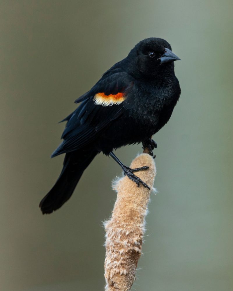 Red-Winged Blackbirds Return To Open Fields And Wet Areas