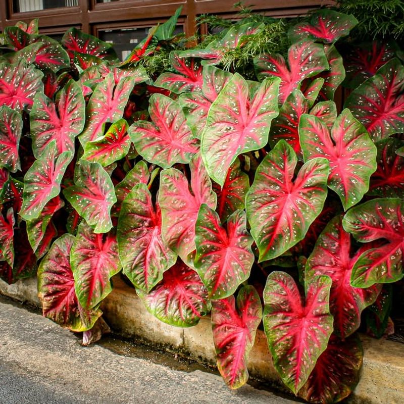 Red Flash A Bold Large Leaf Red And Green Variety