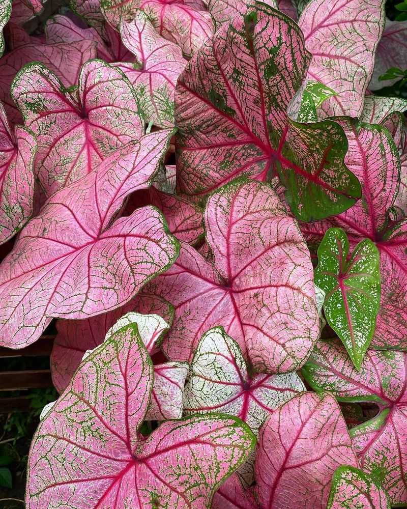 Fannie Munson Defines Classic Beauty