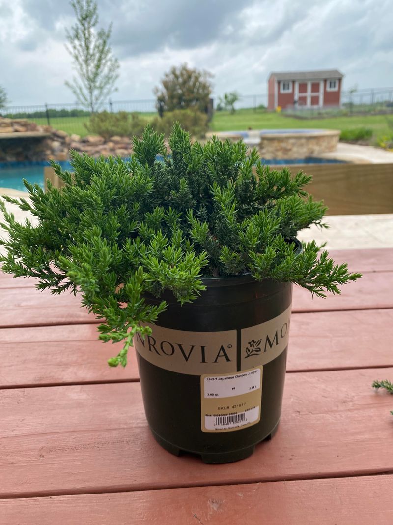Dwarf Japanese Garden Juniper