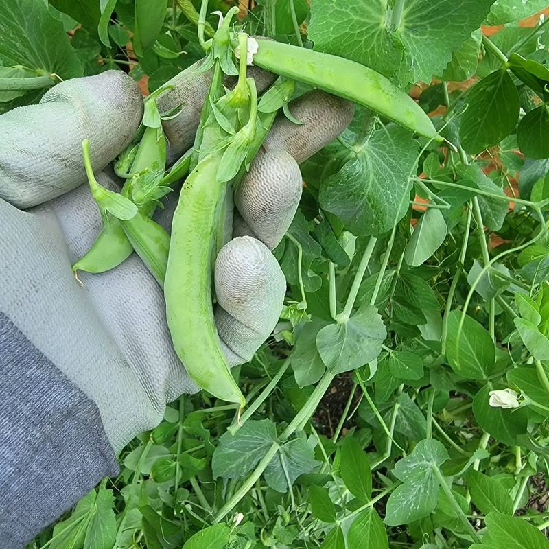 Peas