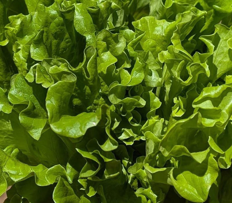 Leaf Lettuce (Lactuca Sativa)