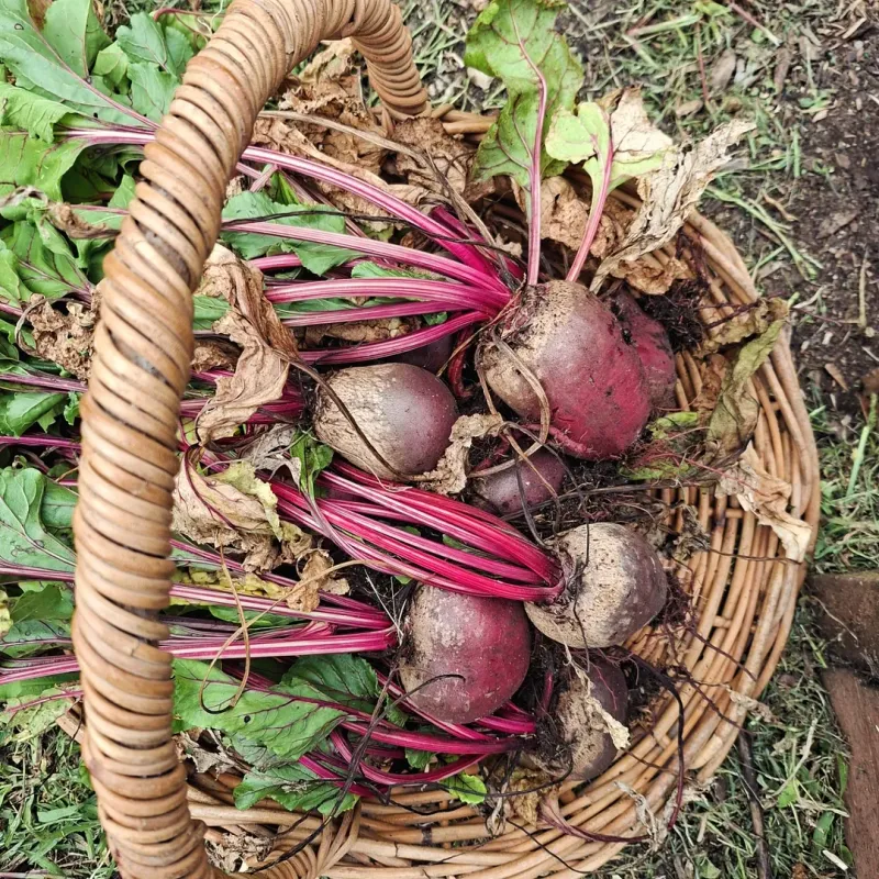 Beets (Beta vulgaris)