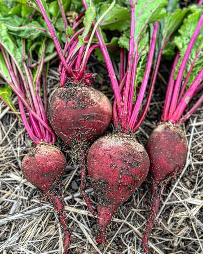 Beets Form Strong Roots In The Darker Phase