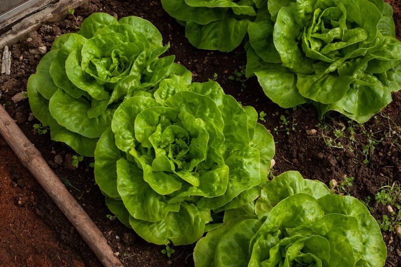 Lettuce Grows Best In Cool March Weather