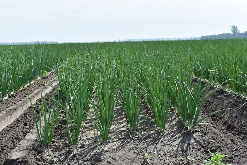 Onions Thrive In Cool Spring Weather