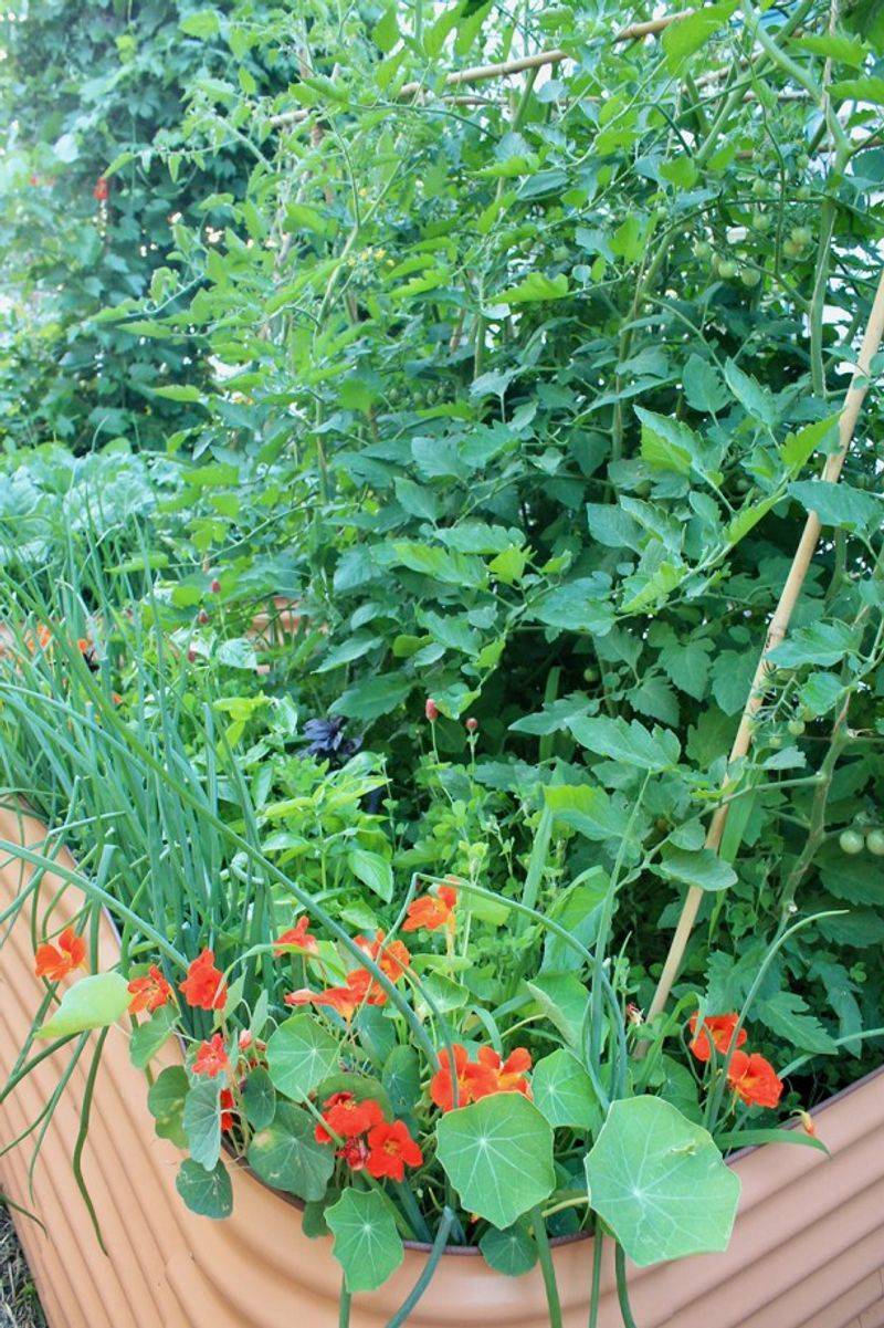 Nasturtiums Attract Helpful Insects