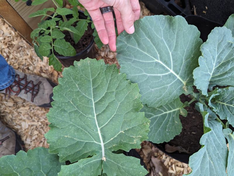 Keep Collards Strong All Season Long