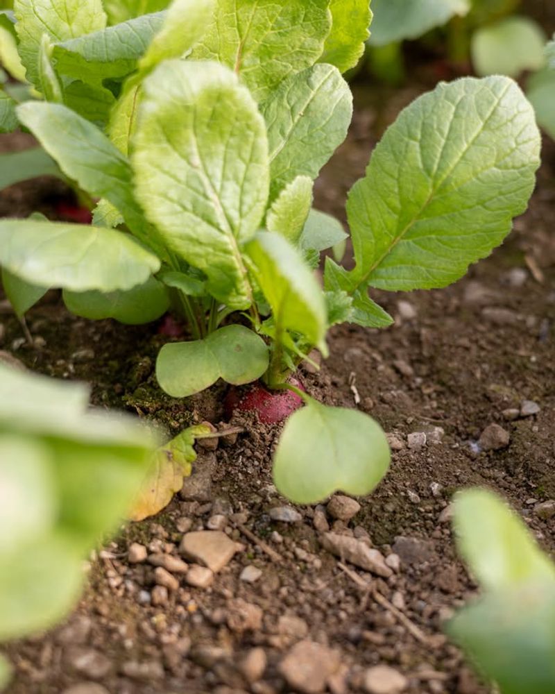 Radishes Grow Fast And Help Maximize Garden Space