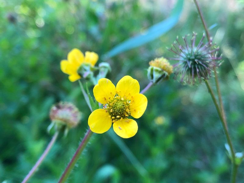 Large-Leaved Avens (Geum macrophyllum)