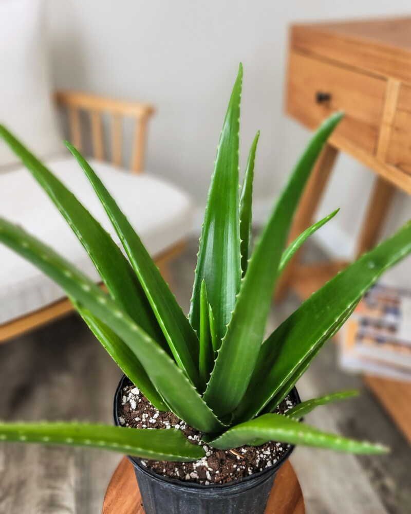 Aloe Vera