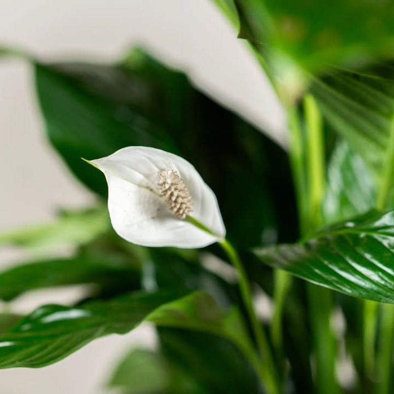 Peace Lily (Spathiphyllum)