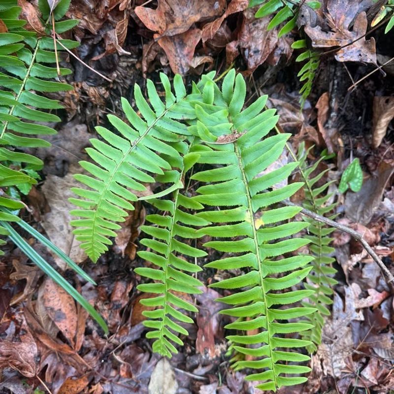 Christmas Fern Stays Strong And Evergreen In Georgia Gardens