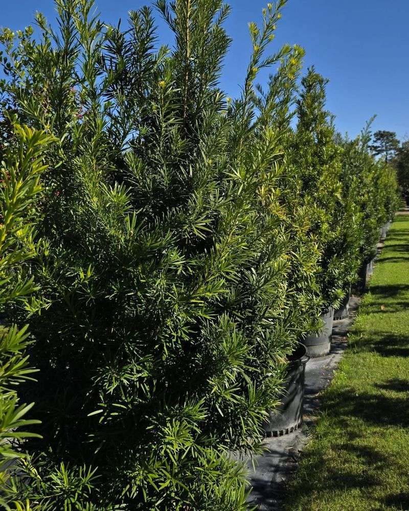 Podocarpus (Podocarpus macrophyllus)