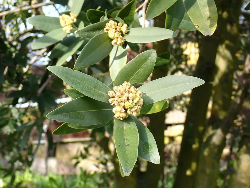 California bay (Umbellularia californica)