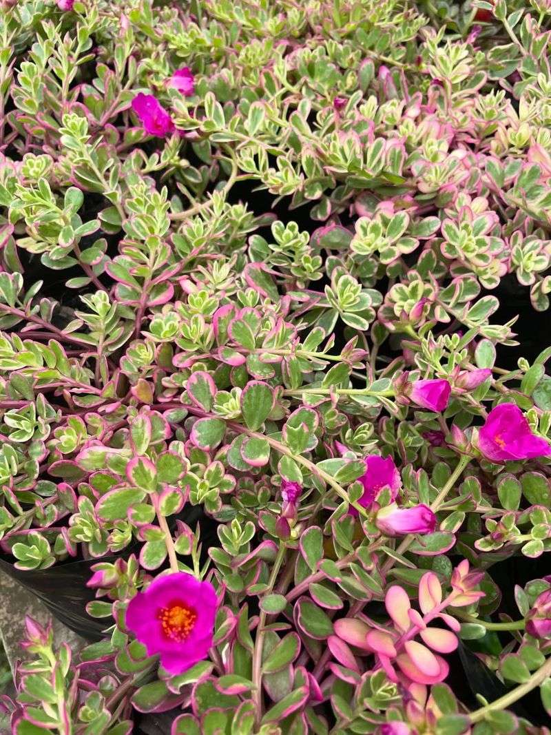 Portulaca Grandiflora Loves Reflected Heat And Dry Soil