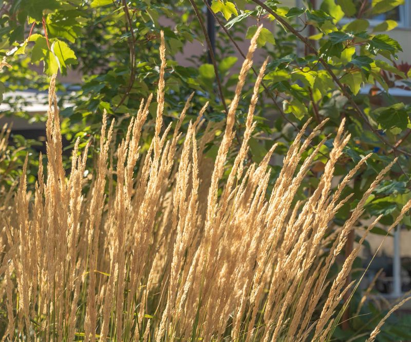 Ornamental Grasses Add Height And Movement