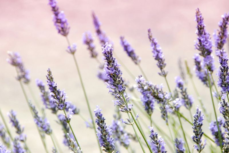 Lavender Naturally Repels Deer