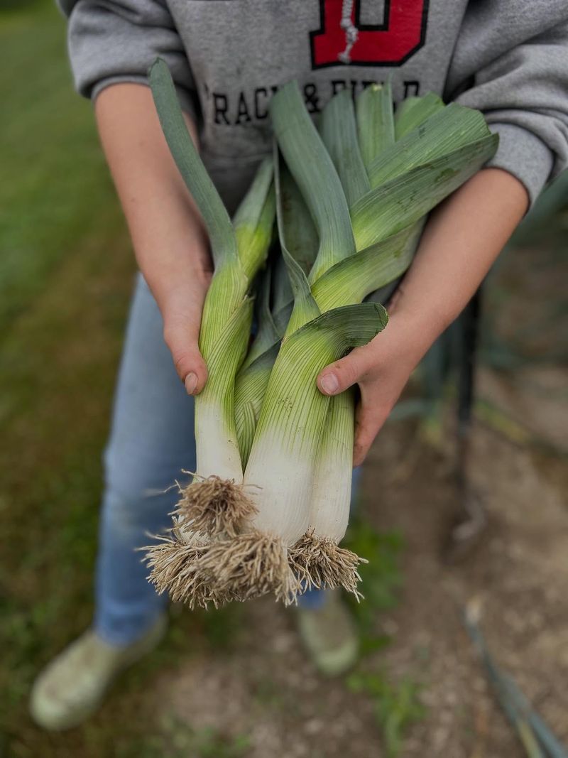 Leeks (Allium ampeloprasum var. porrum)