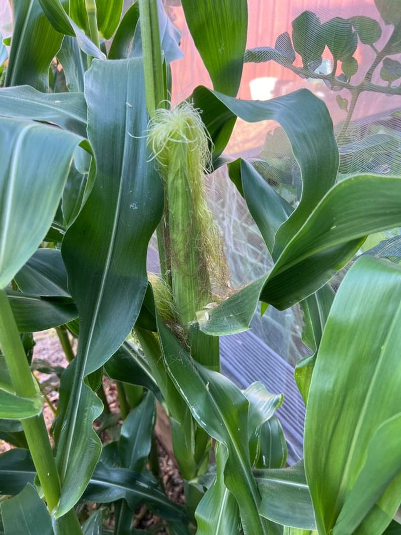 Corn Attracts Pests 