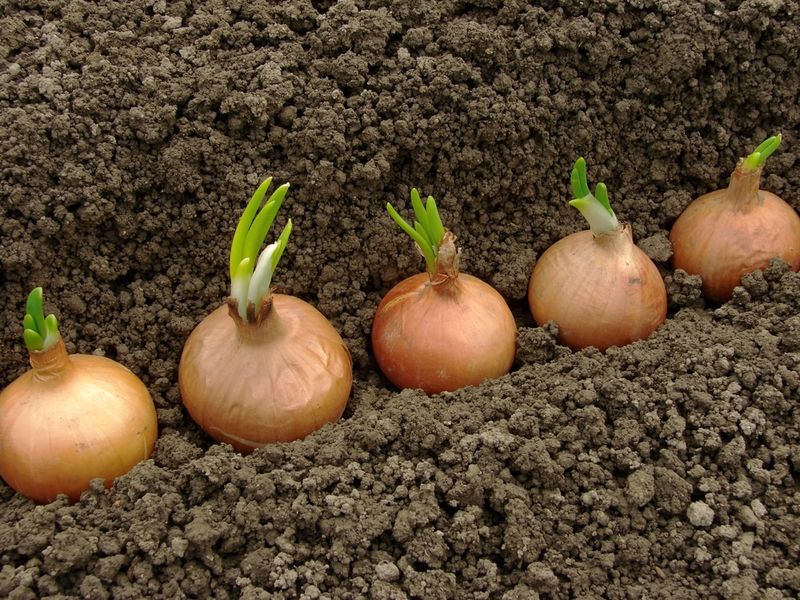 Onions Should Be Started Early For Strong Bulb Development