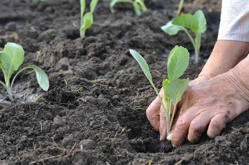 Cabbage Transplants Work Better For Beginners