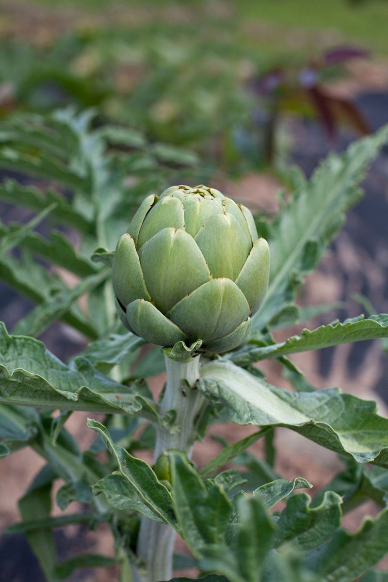 Artichokes