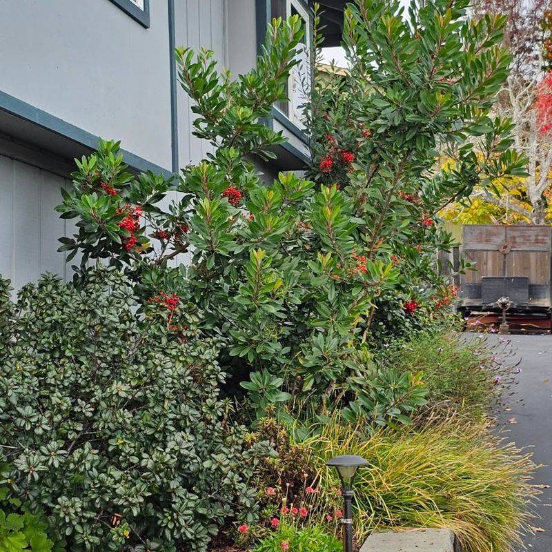 Toyon (Heteromeles arbutifolia)