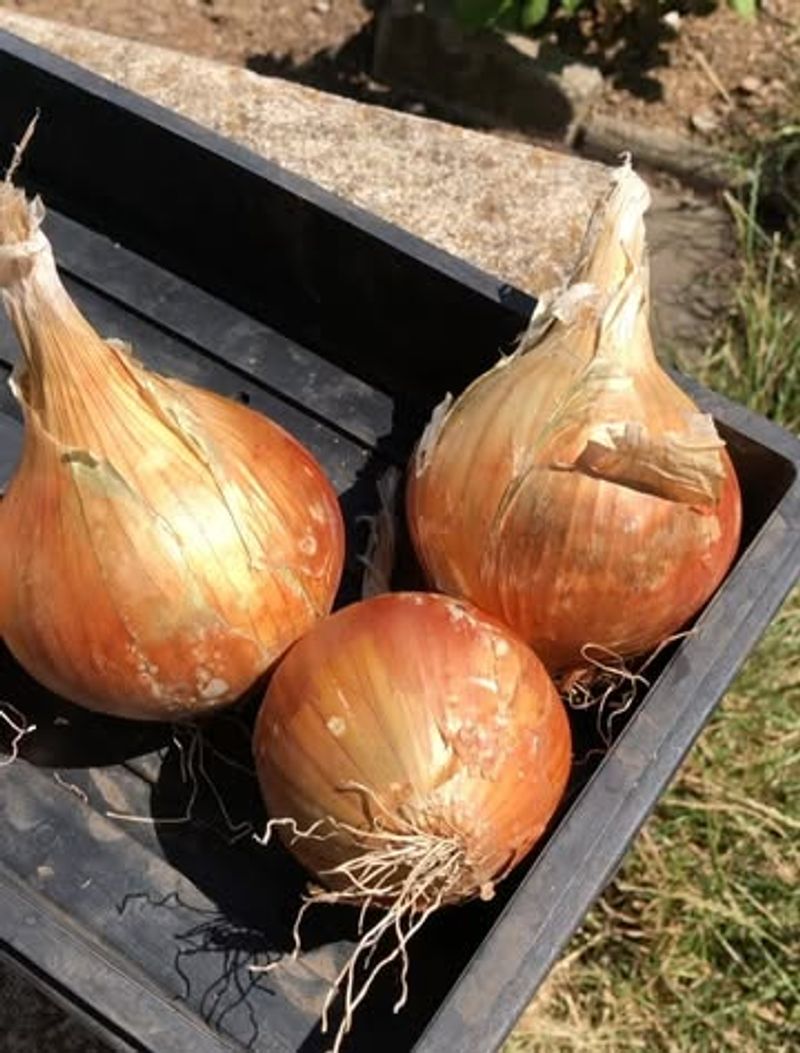 Large Storage Onions Often Produce Smaller Bulbs