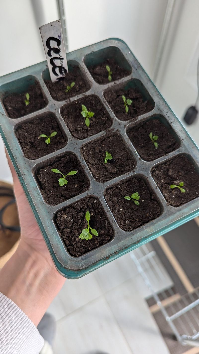 Celery That Benefits From Slow Indoor Sprouting