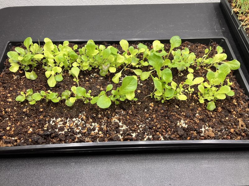 Lettuce For Quick And Tender Early Leaves