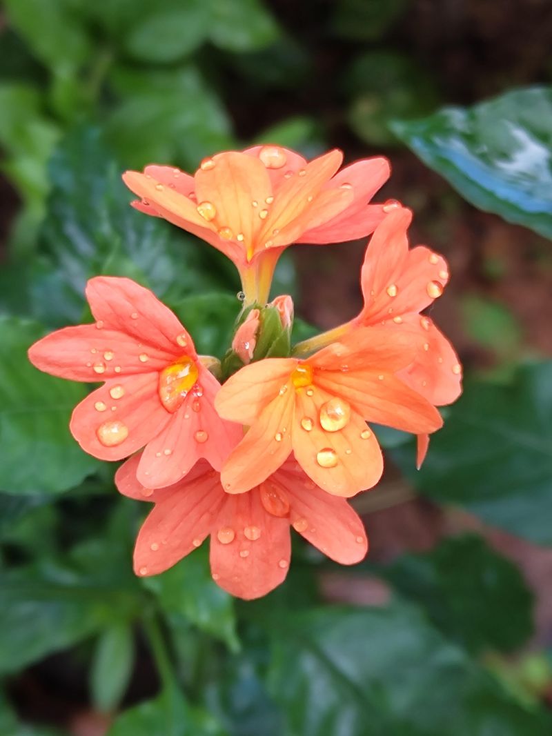 Crossandra Glows With True Tropical Orange Flowers