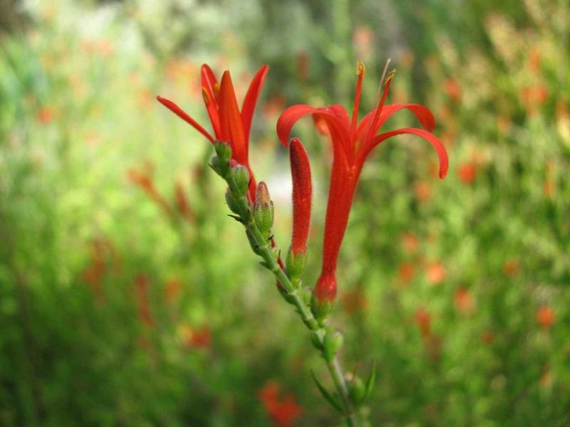 Flame Acanthus (Hummingbird Bush)