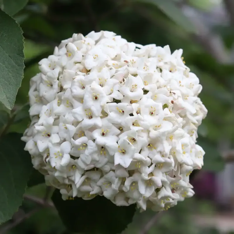 Spice Cowboy Koreanspice viburnum (Viburnum carlesii)
