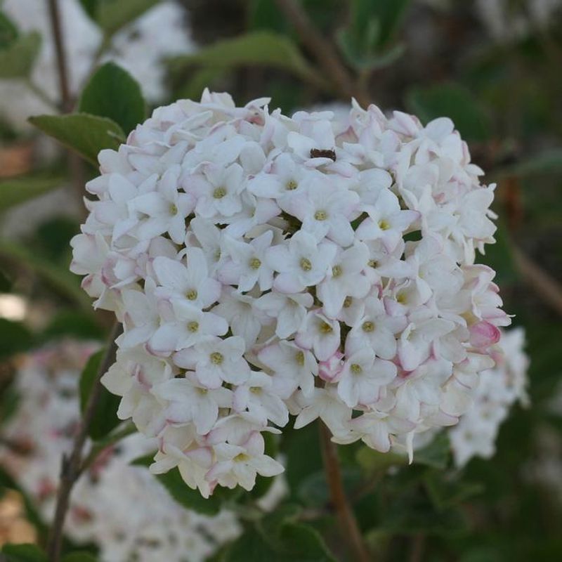 Spice Cowboy™ Koreanspice viburnum (Viburnum carlesii)