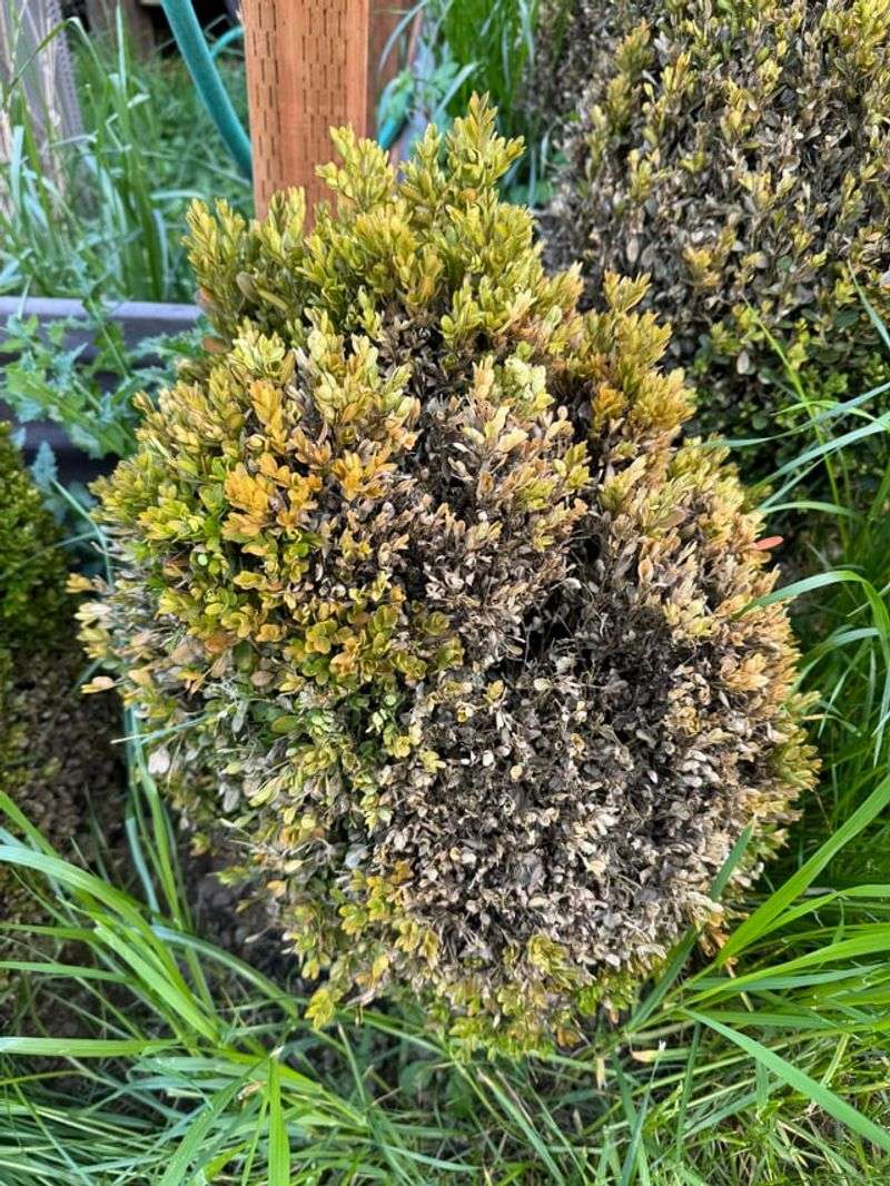 Older Boxwoods Are Falling Behind Due To Disease Issues
